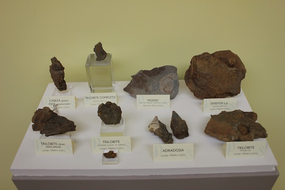 Muestra de fósiles en el Museo Alto Bierzo de Bembibre