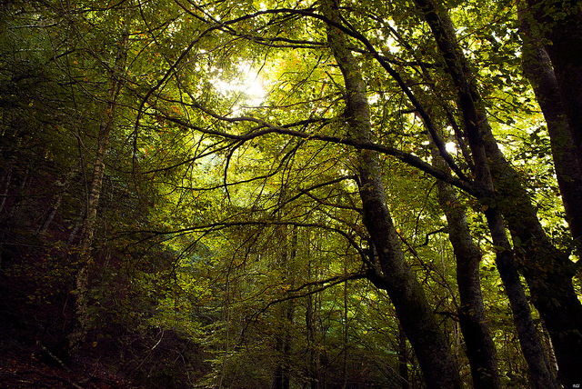 Imagen del bosque del municipio de Barjas (RGB)