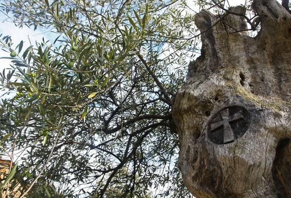 Marca de la Cruz de Santiago en un olivo centenario en Labaniego (C. Sánchez/Ical)