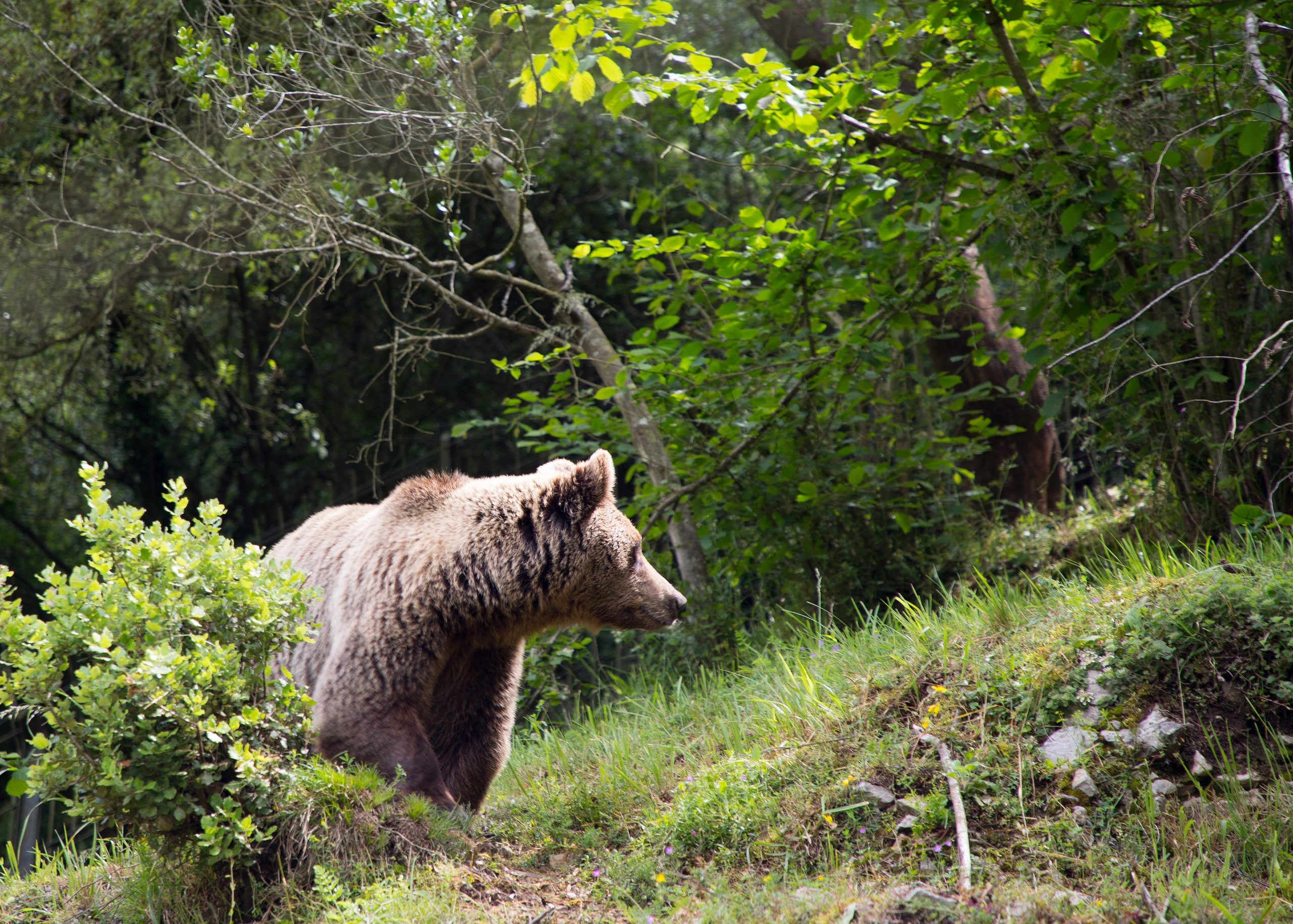 oso pardo
