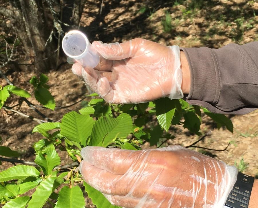 Suelta de Torymus sinensis contra la avispilla del castaño