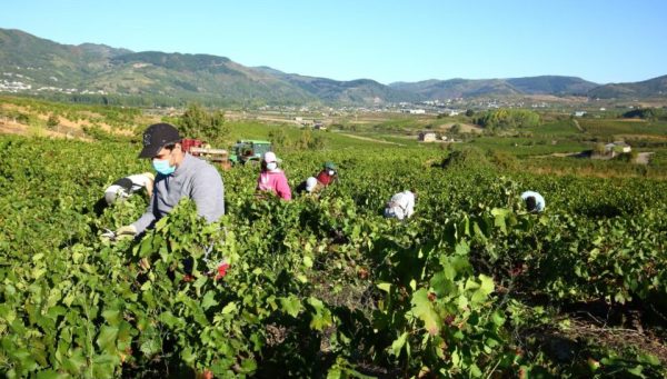DO Bierzo