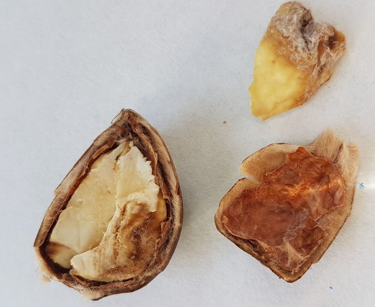 castañas