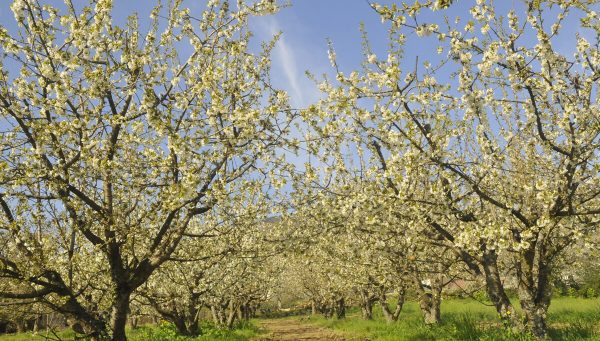Cerezos en flor en Corullón. / EBD