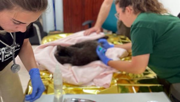 El osezno encontrado en Igüeña fue trasladado al centro de recuperación de Valladolid