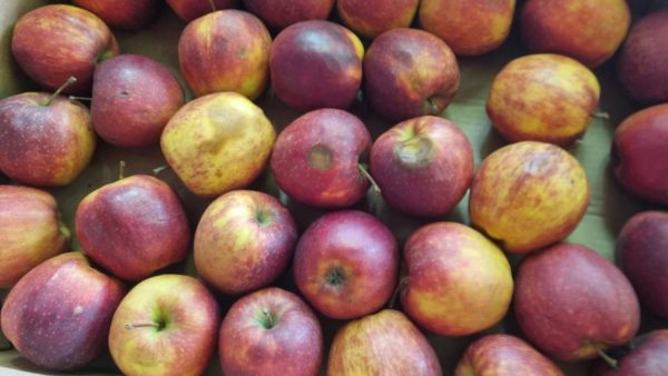 Manzanas austriacas repartidas en colegios del Bierzo