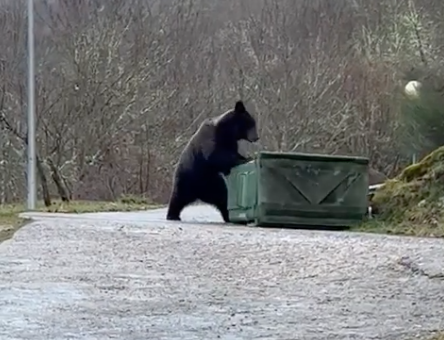 Un oso juguetea con un contenedor en busca de comida en Villaseca de Laciana