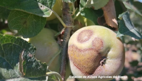 Manzana Fuji con daños de moteado