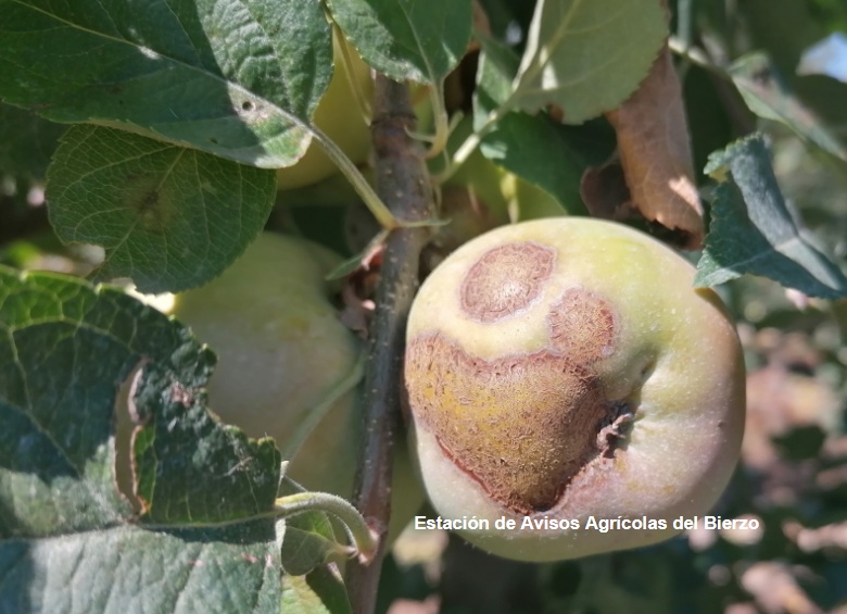 Manzana Fuji con daños de moteado